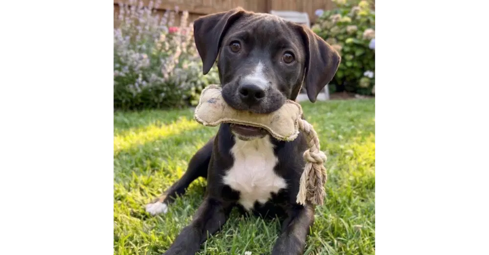 Nikko - Sponsored Reduced Adoption Fee - Labrador Retriever