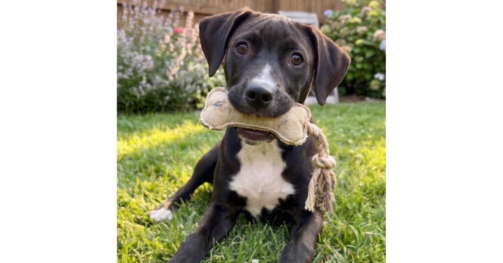 Nikko - Sponsored Reduced Adoption Fee