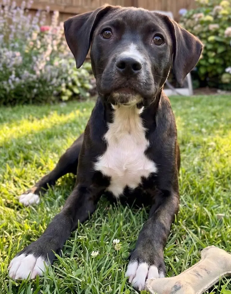 Nikko - Sponsored Reduced Adoption Fee image 2
