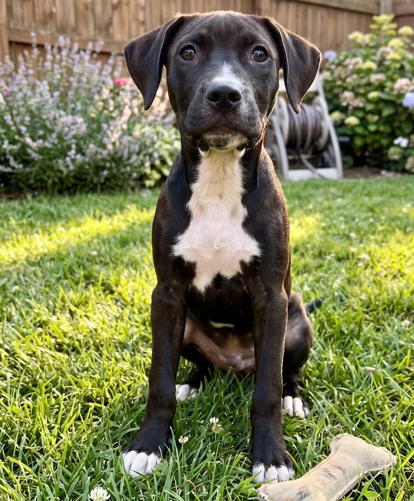 Nikko - Sponsored Reduced Adoption Fee image 3
