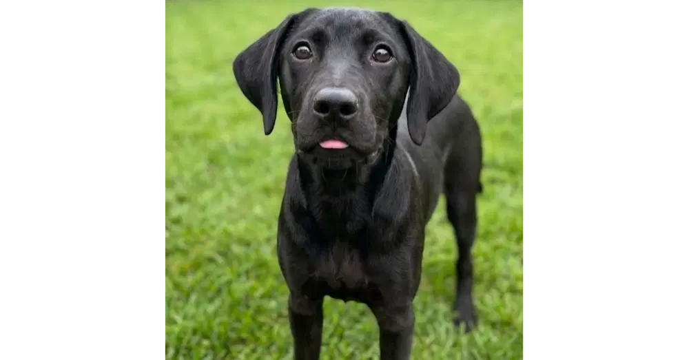 Bentley - Sponsored Reduced Adoption Fee - Labrador Retriever