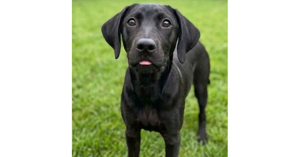 Bentley - Sponsored Reduced Adoption Fee