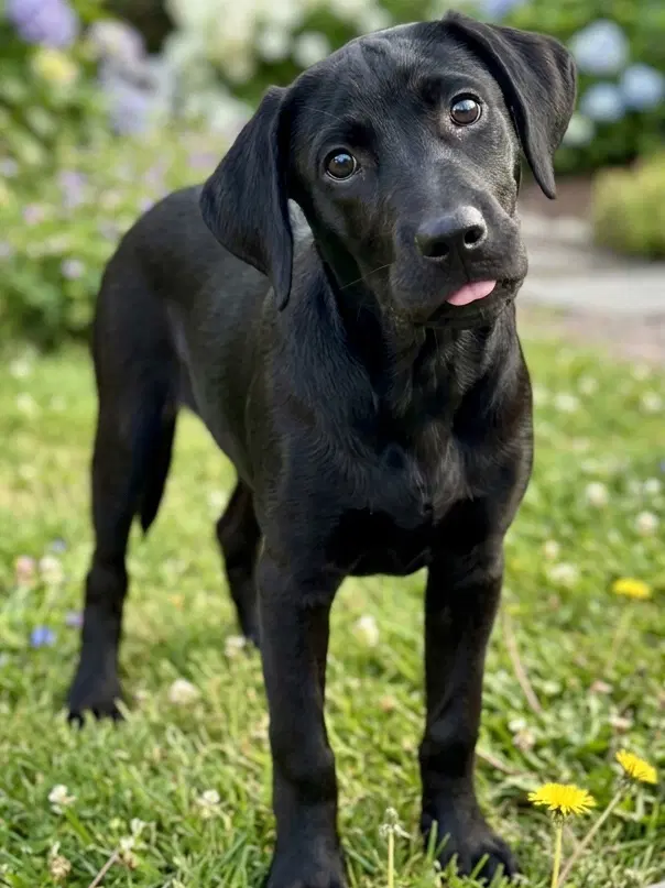 Bentley - Sponsored Reduced Adoption Fee image 2