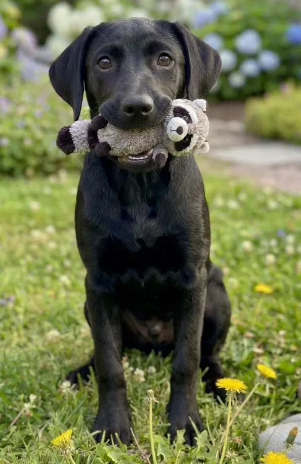 Bentley - Sponsored Reduced Adoption Fee image 3