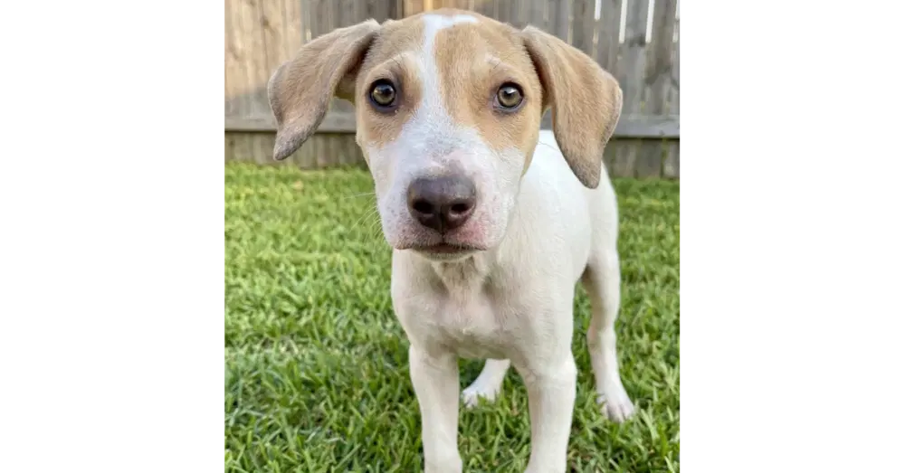 Dexter - Hound