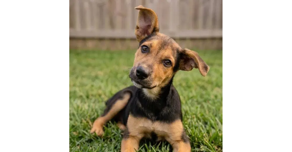 Juliet - Sponsored Reduced Adoption Fee - Shepherd