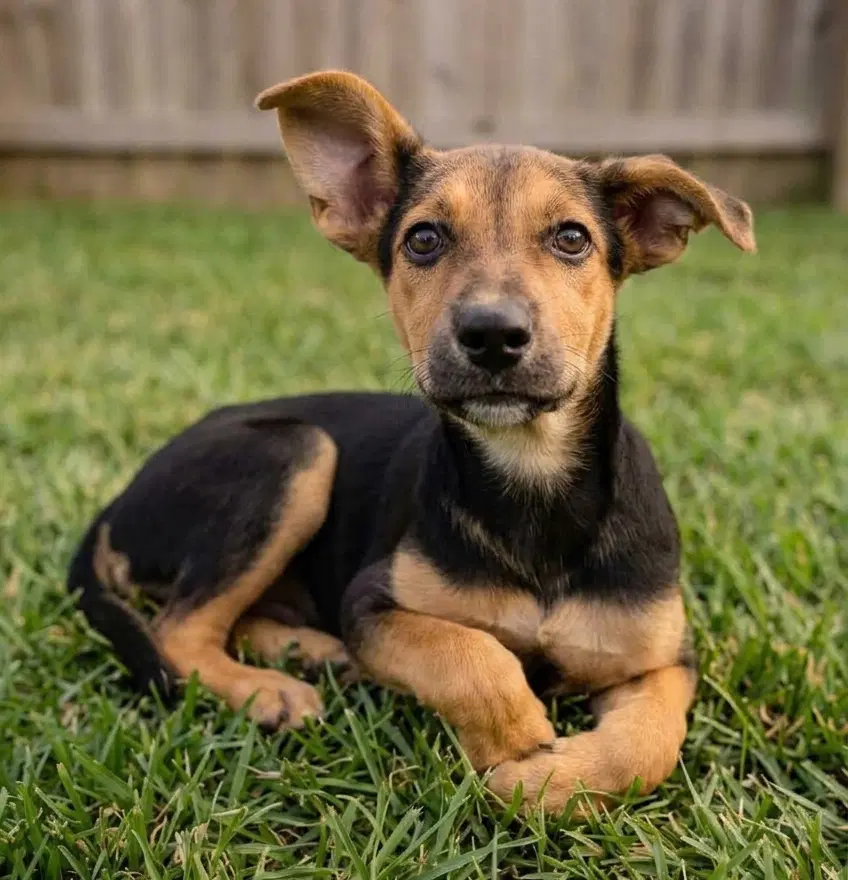 Juliet - Sponsored Reduced Adoption Fee image 3