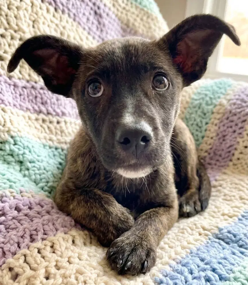 Jazzi - Catahoula Leopard Dog