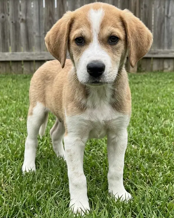Monty - Sponsored Reduced Adoption Fee image 2