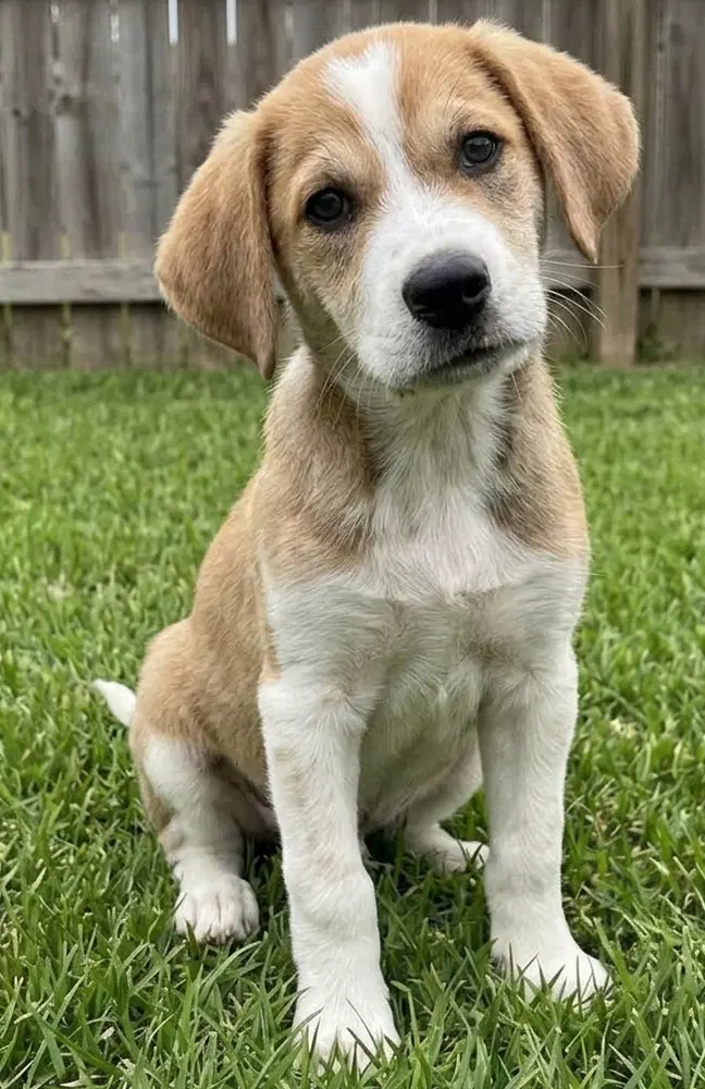 Monty - Sponsored Reduced Adoption Fee image 3