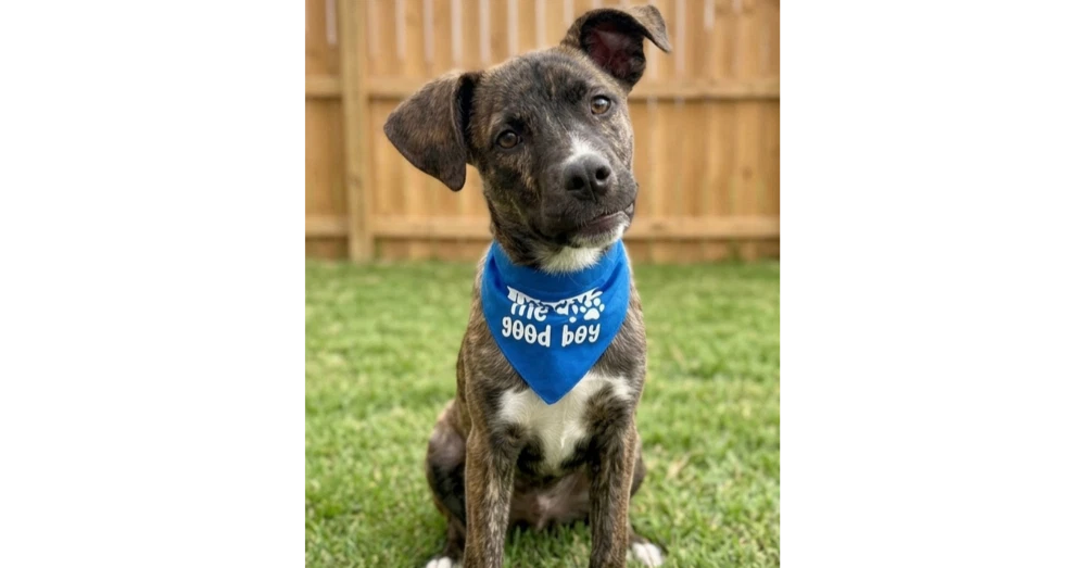 Archie - Reduced Adoption Fee