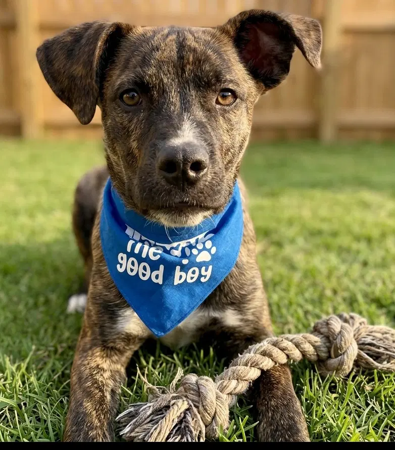 Archie - Reduced Adoption Fee image 2