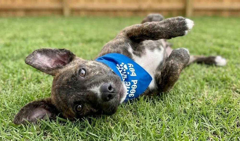 Archie - Reduced Adoption Fee image 3