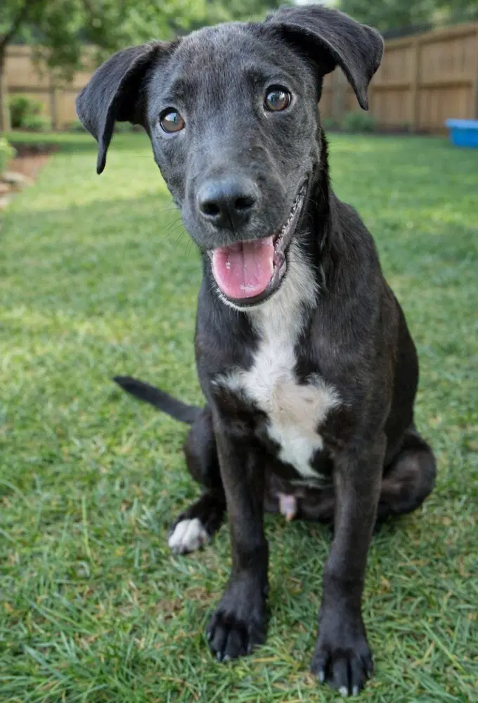Ace - Sponsored Reduced Adoption Fee image 2