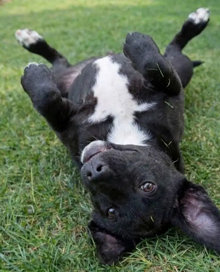 Ace - Sponsored Reduced Adoption Fee image 3