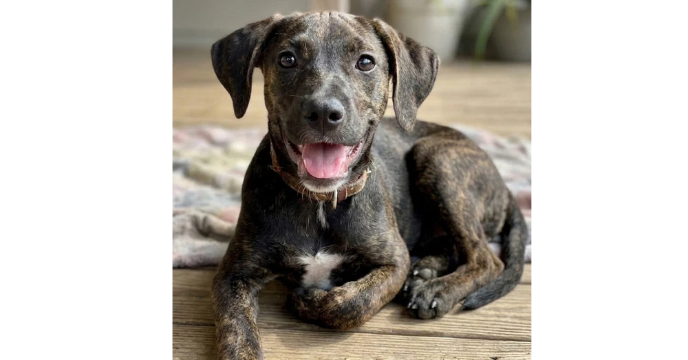 Addie - Sponsored - Reduced Adoption Fee
