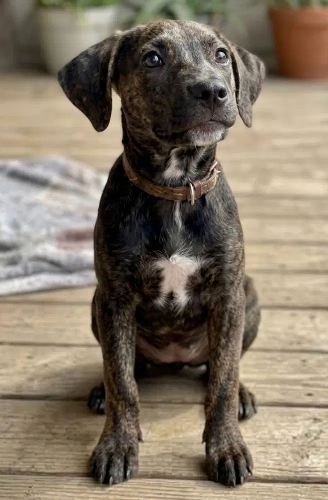 Addie - Sponsored - Reduced Adoption Fee image 2