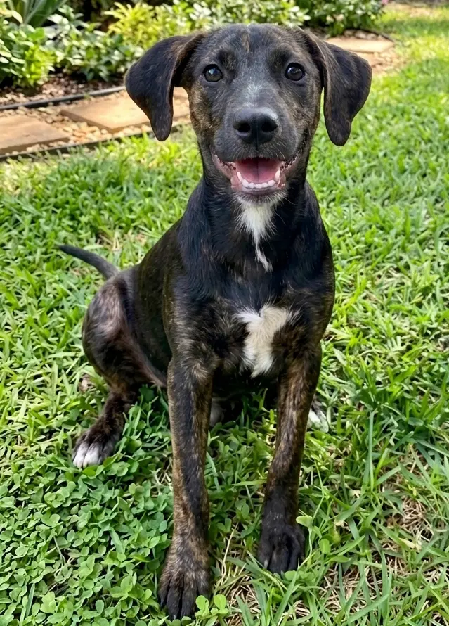 Addie - Sponsored - Reduced Adoption Fee image 3