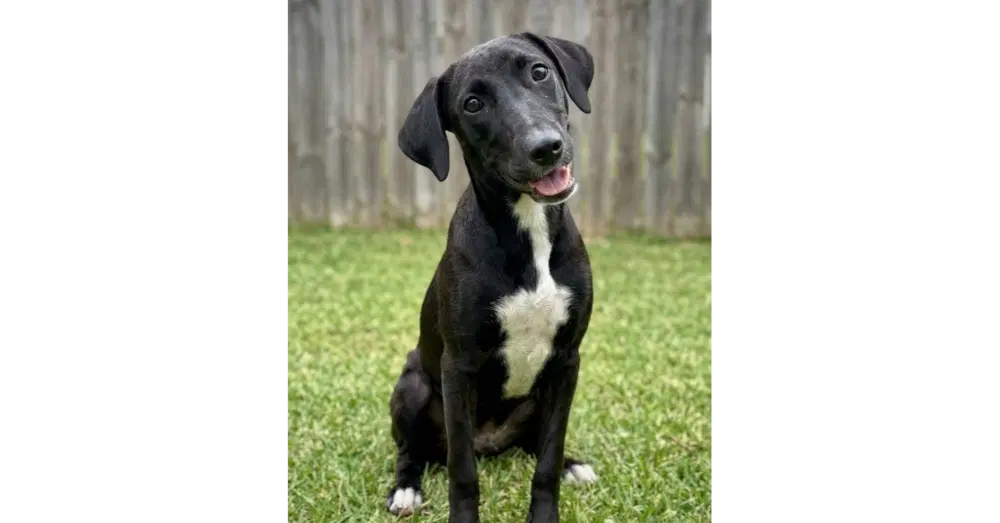 Abby - Labrador Retriever
