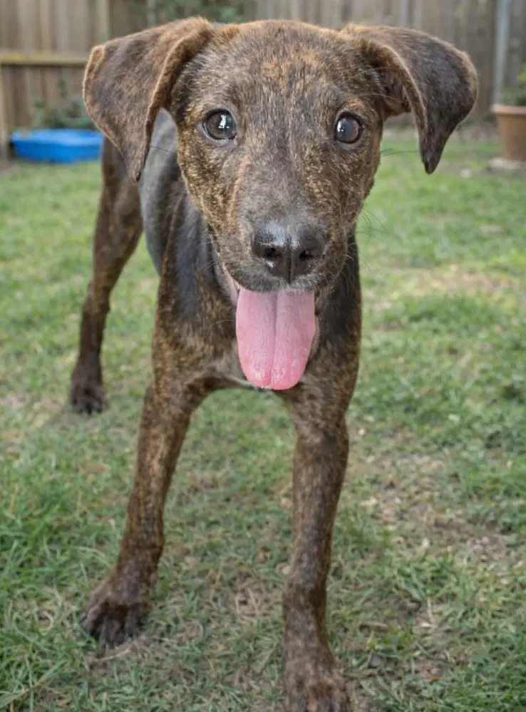 Andy - Sponsored- Reduced Adoption Fee image 3
