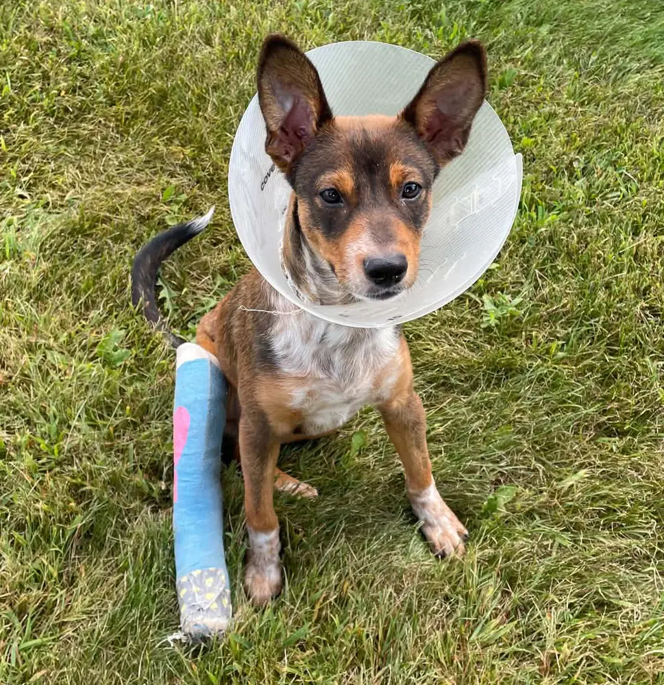 Jake - Available Soon - Rat Terrier