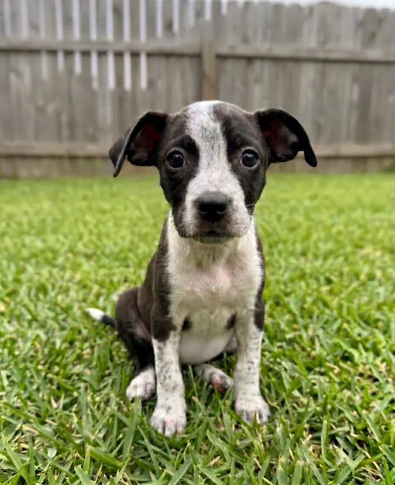 Margo - Cattle Dog
