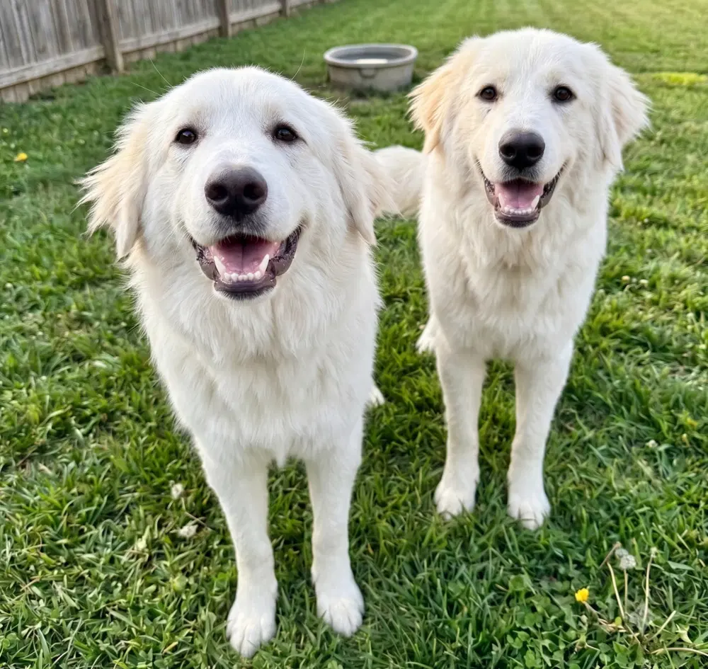 Opal  Pearl - Golden Retriever