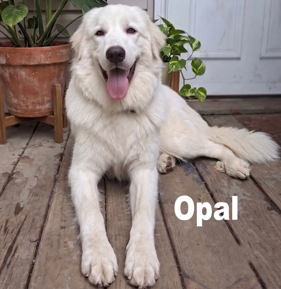 Opal  Pearl image 2
