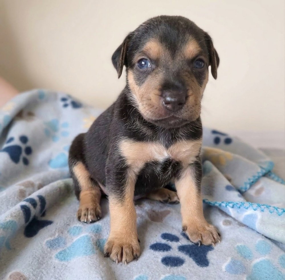 Jay Lo, Labrador Retriever