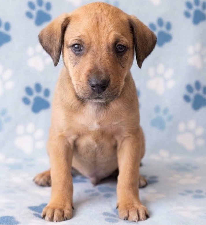 Jimi, Labrador Retriever