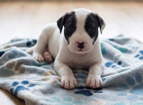 Jax, Labrador Retriever