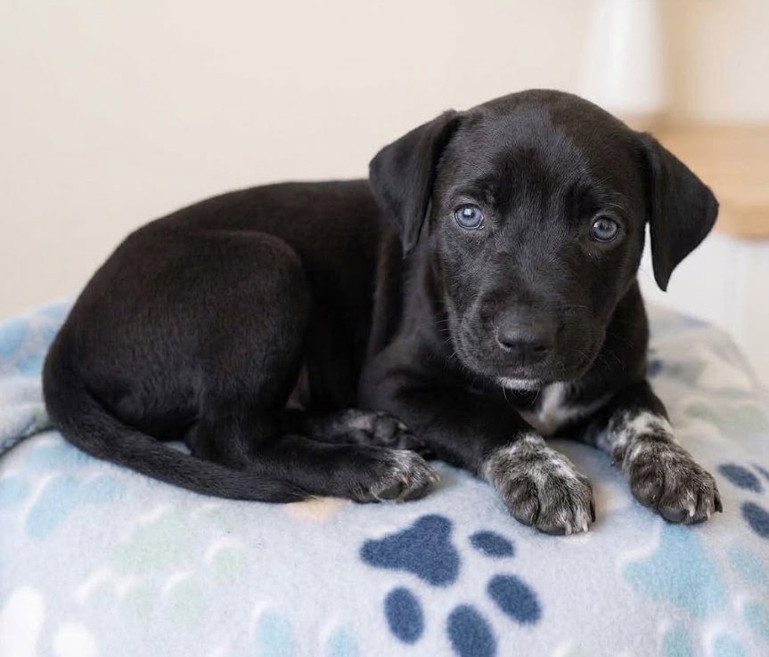 Jet, Labrador Retriever