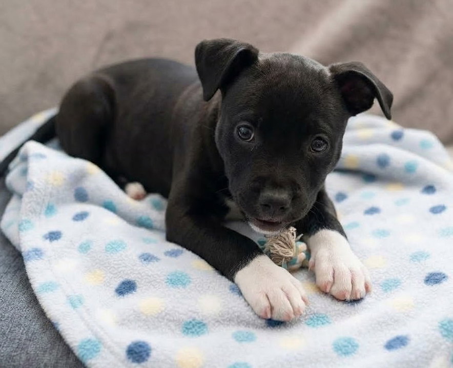 Journey, Labrador Retriever