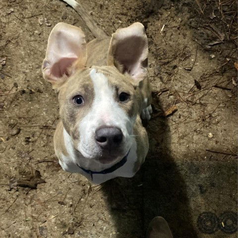 Dog for Adoption - Roman, a English Bulldog in Hogansville, GA | Alpha Paw