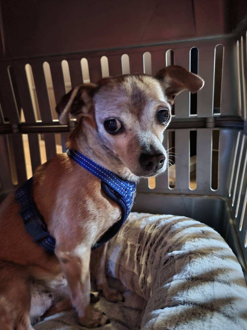 JUSTIN - Chihuahua available for adoption