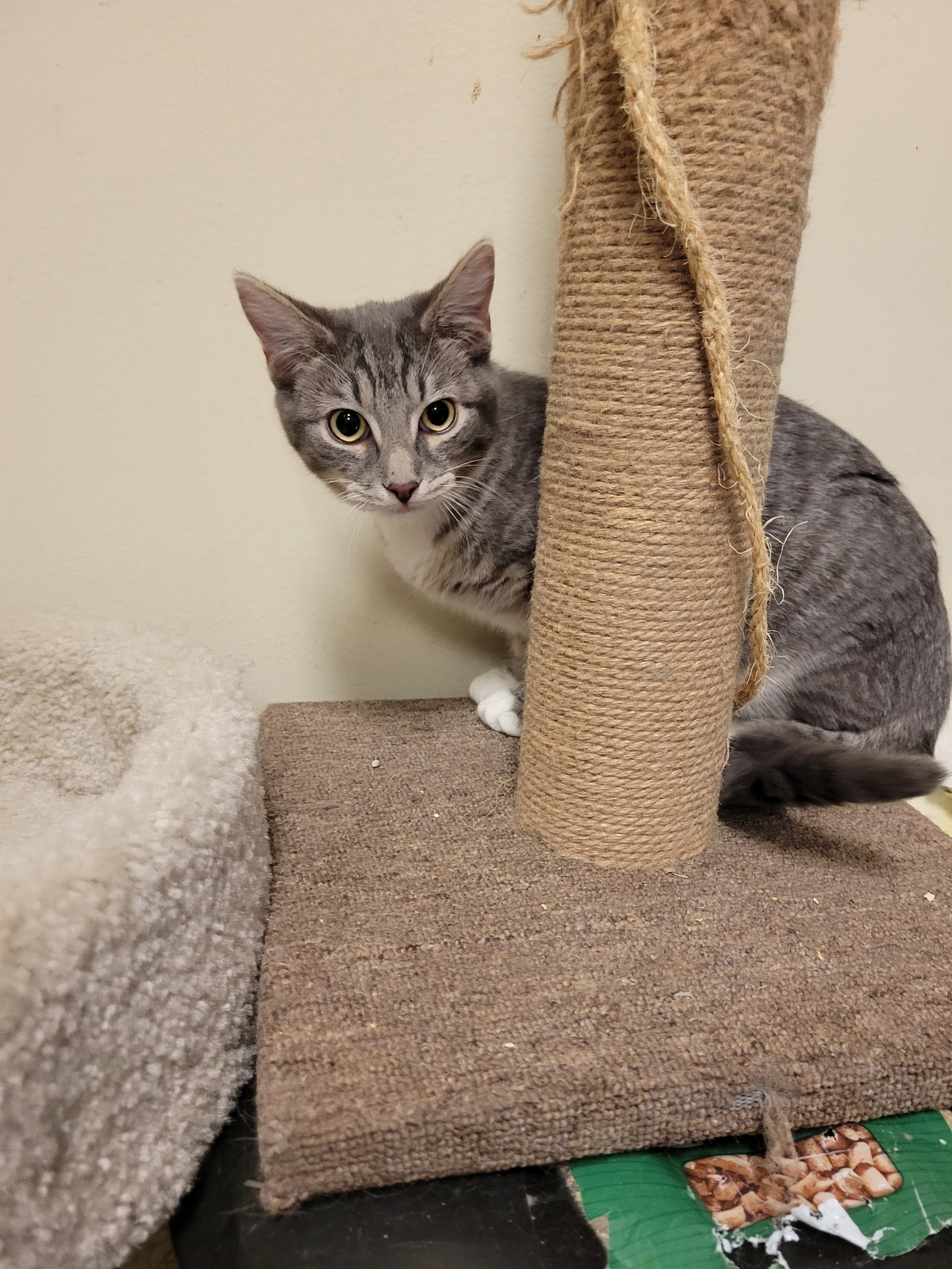 Cats for Adoption in Fountain Hills, Arizona Alpha Paw