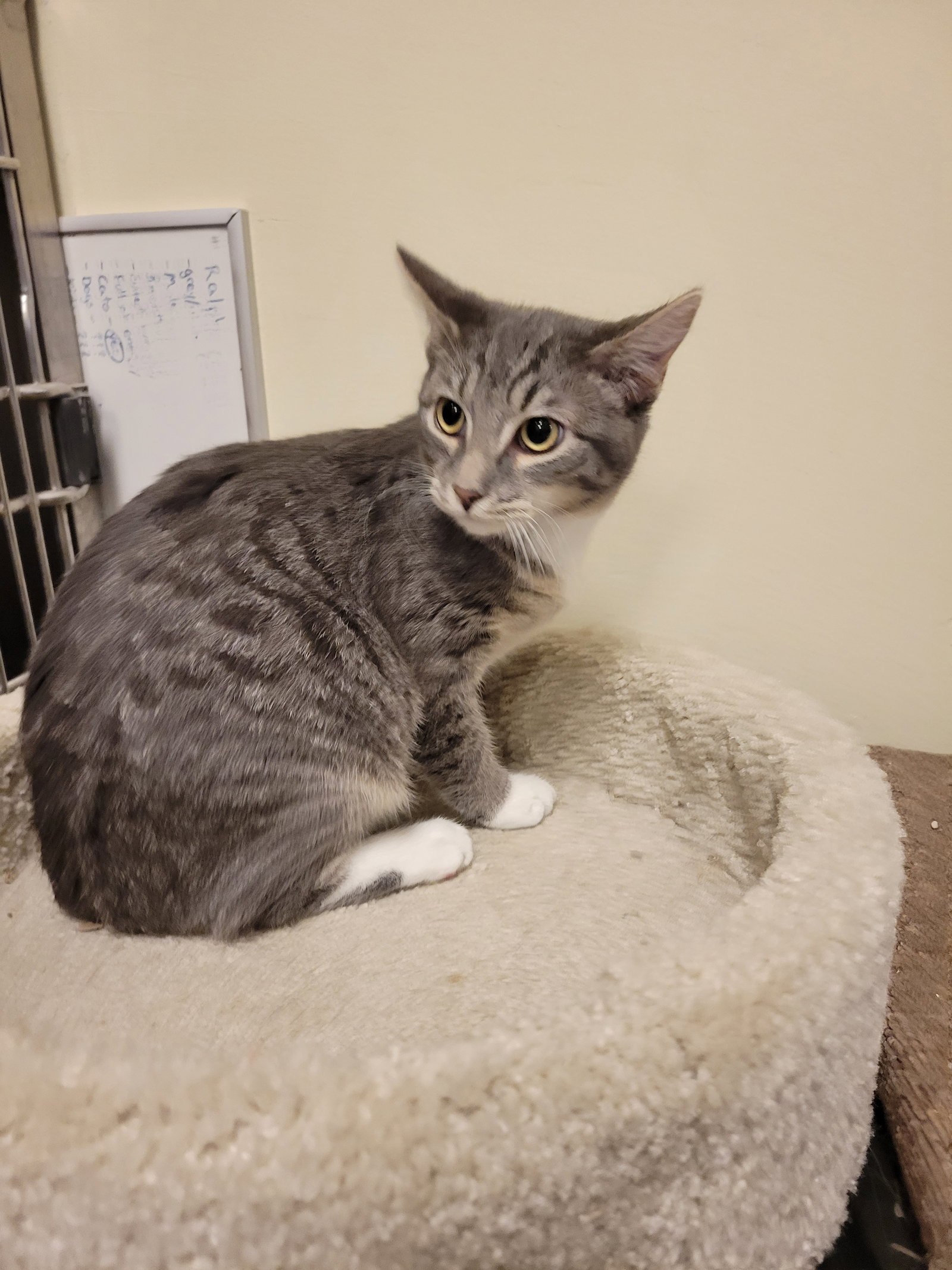 Cats for Adoption in Fountain Hills, Arizona Alpha Paw