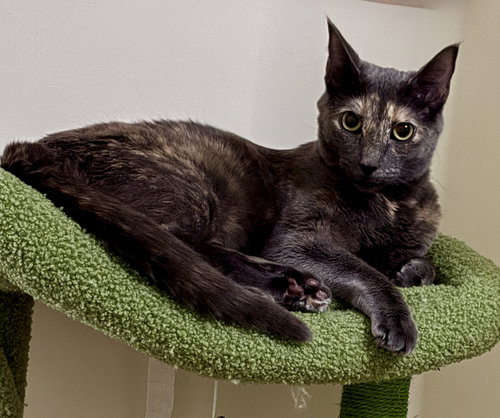 picture of the cat needing adoption