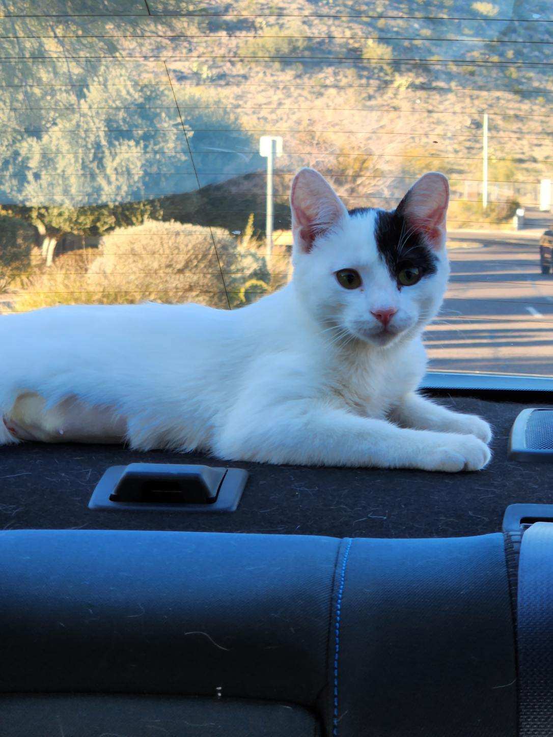 Cats for Adoption in Fountain Hills, Arizona Alpha Paw