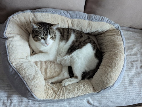 picture of the cat needing adoption