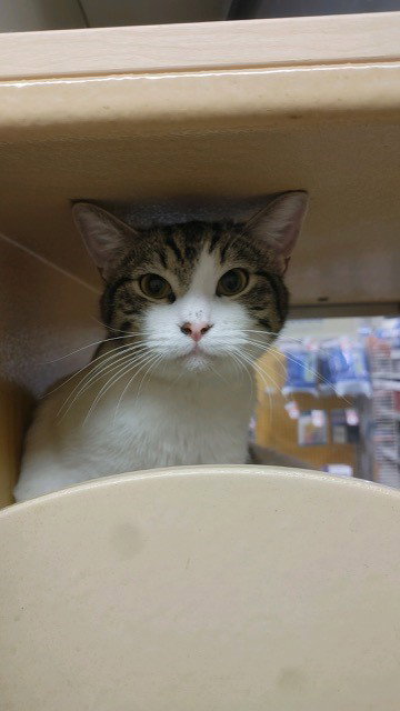 Turbo (bonded to Remy)