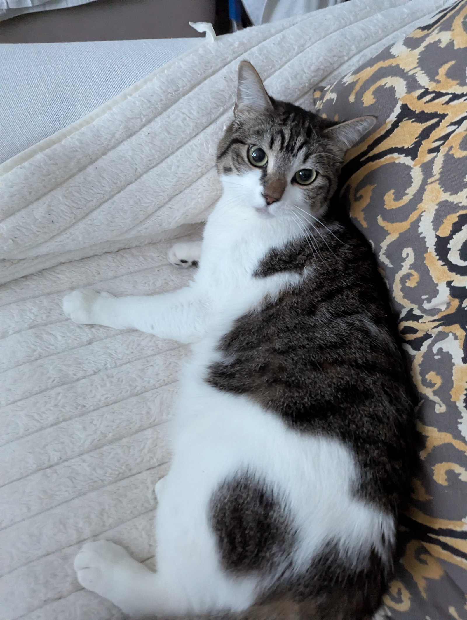 Remy (bonded to Turbo) Image