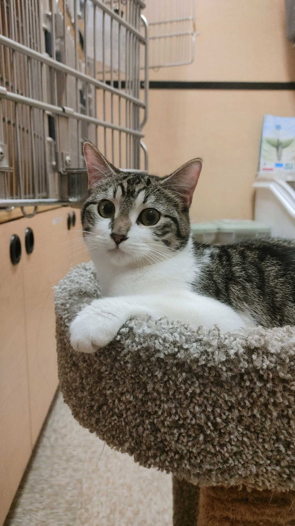 Remy (bonded to Turbo)