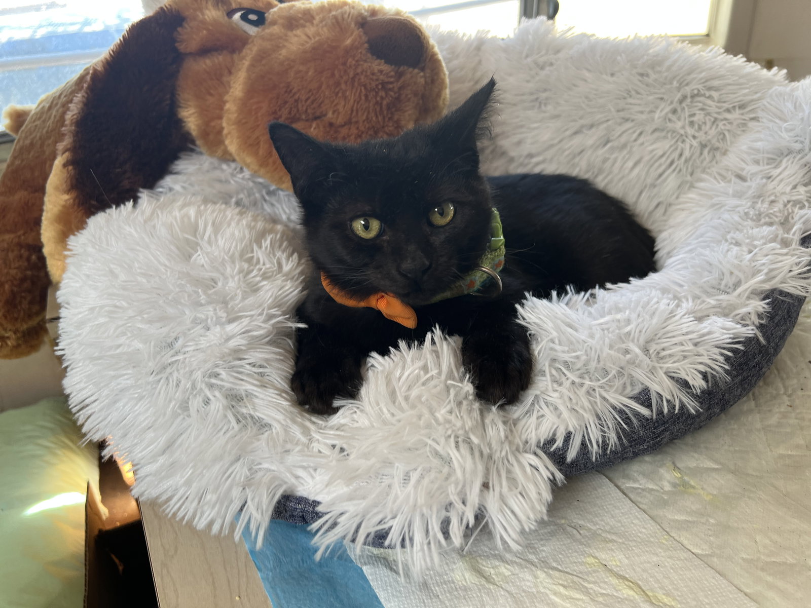 Cats for Adoption in Fountain Hills, Arizona Alpha Paw