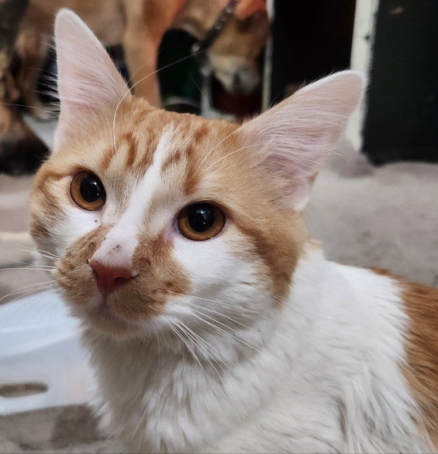 Cats for Adoption in Fountain Hills, Arizona Alpha Paw