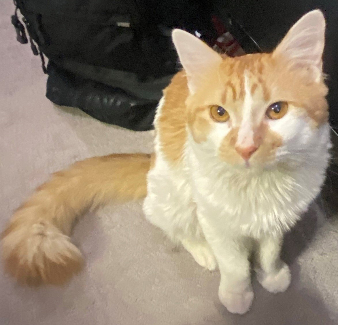 Cats for Adoption in Fountain Hills, Arizona Alpha Paw