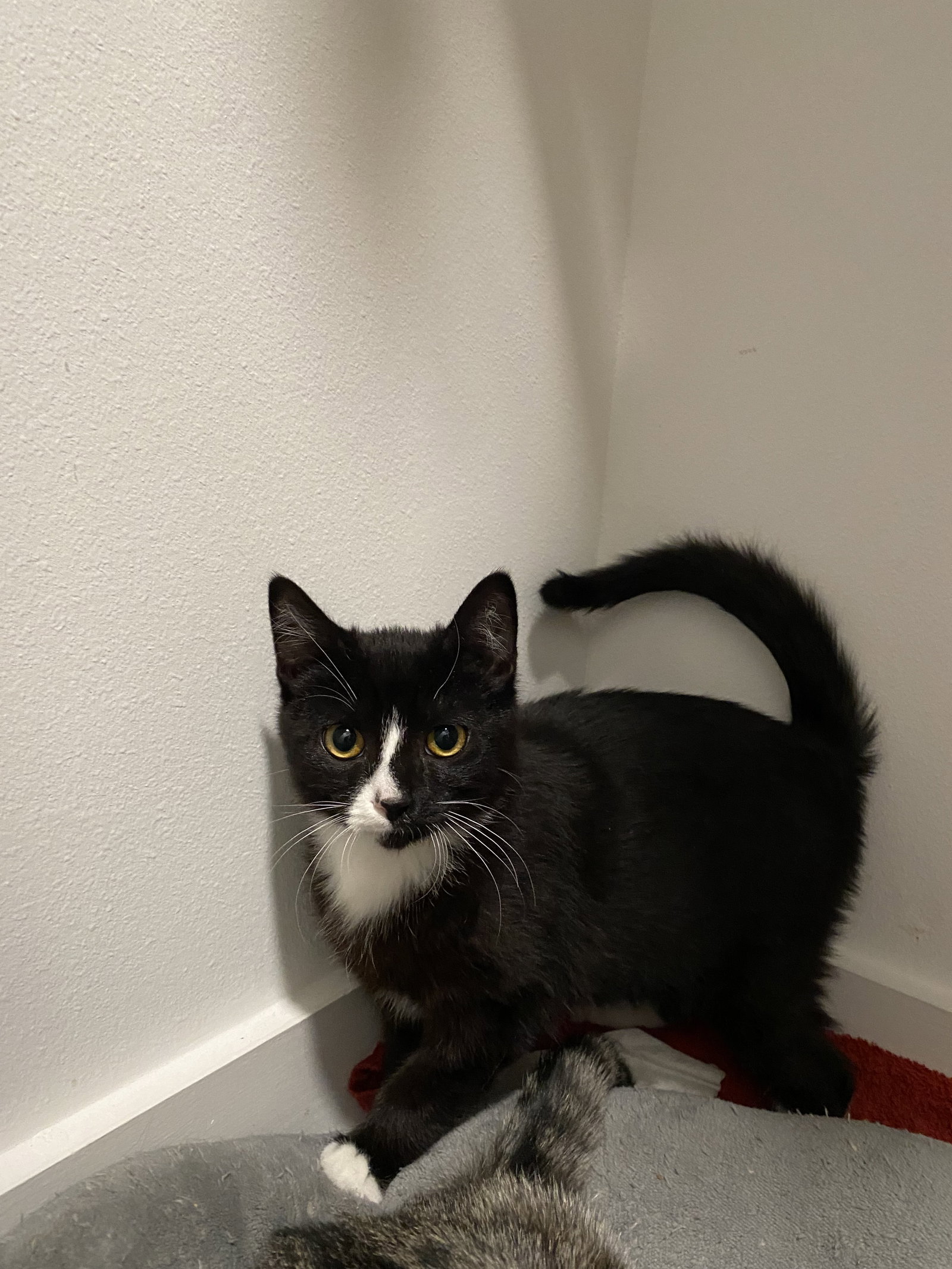 Cats for Adoption in Phoenix, Arizona Alpha Paw