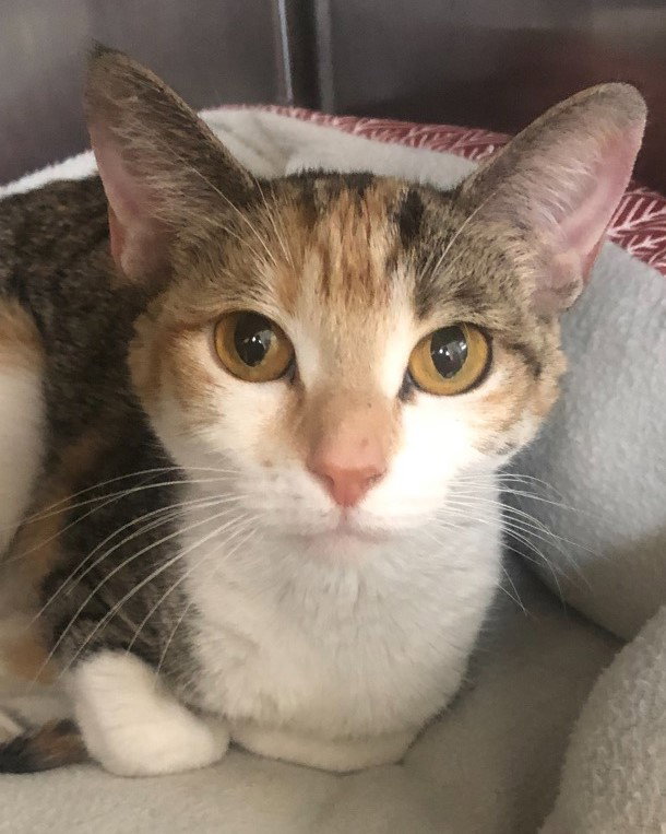 Cats for Adoption in Cordes Lakes, Arizona Alpha Paw