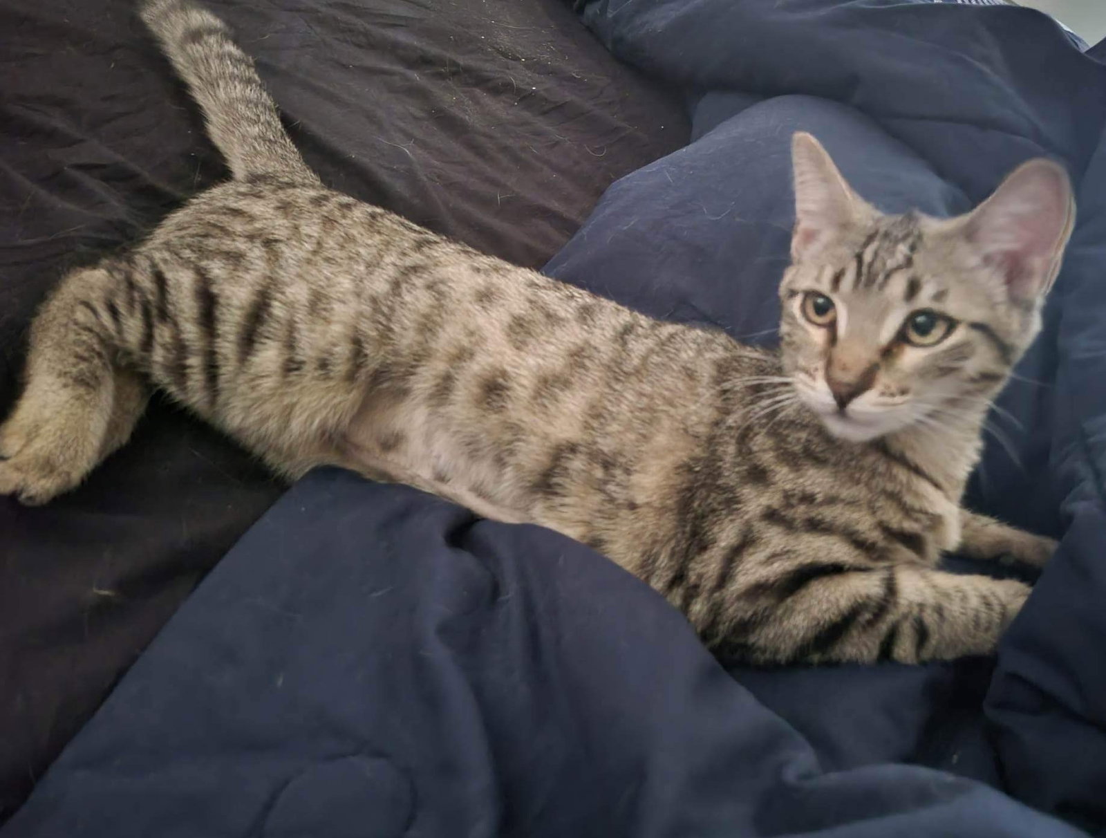 Cats for Adoption in Phoenix, Arizona Alpha Paw