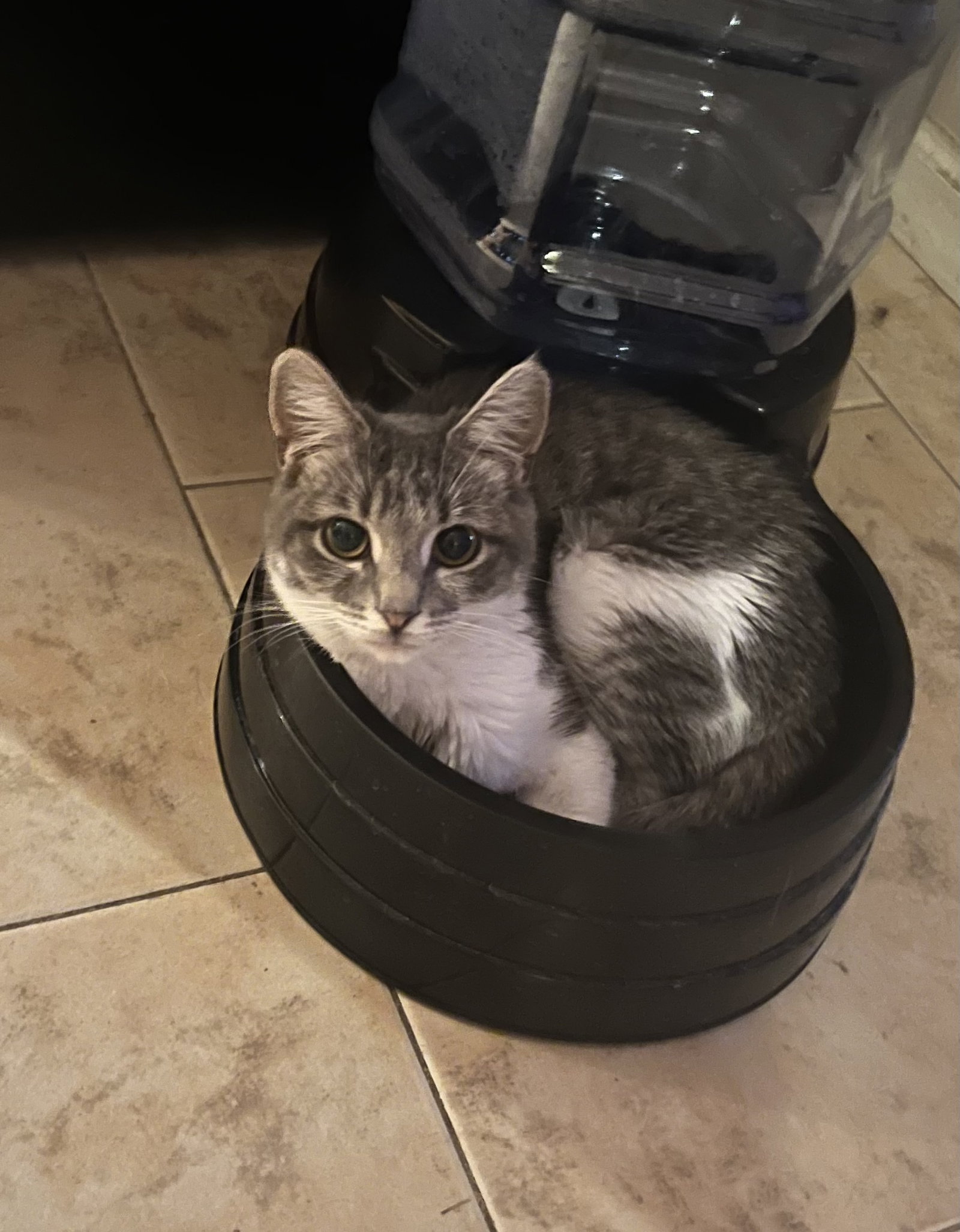 Cats for Adoption in Fountain Hills, Arizona Alpha Paw